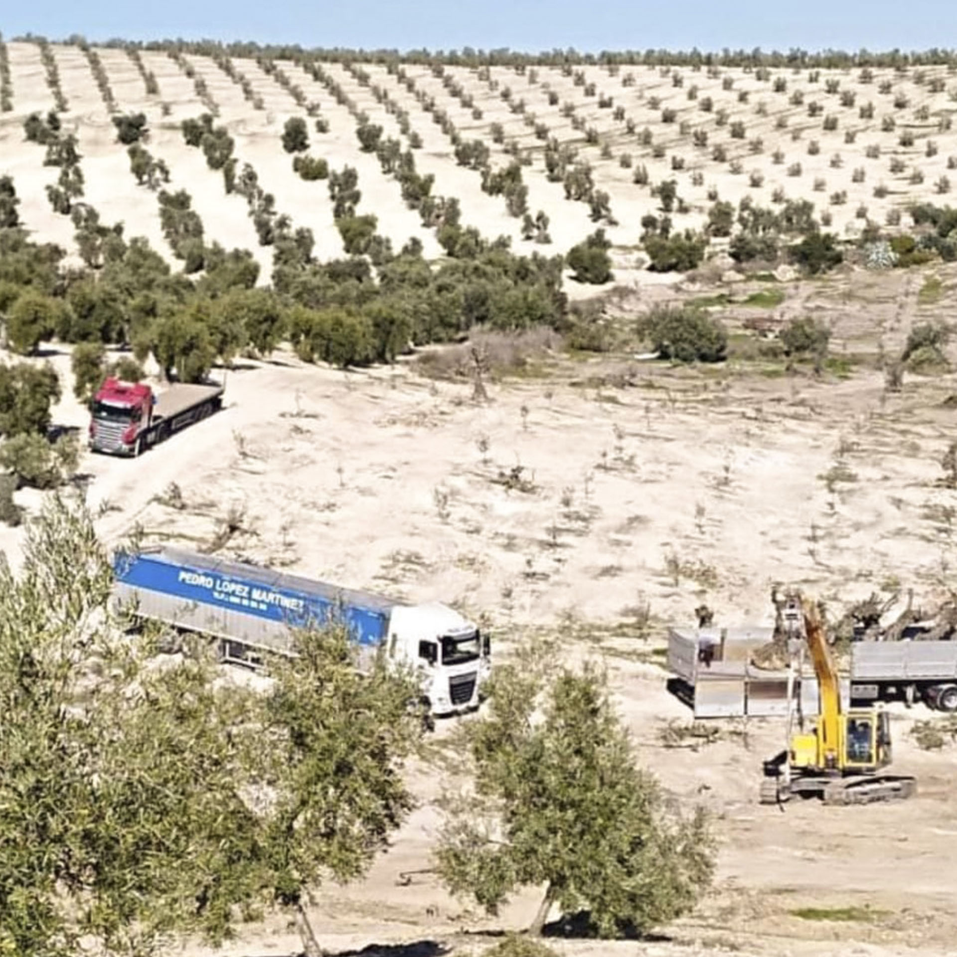 maquina limpiando un olivar y recogiendo leña